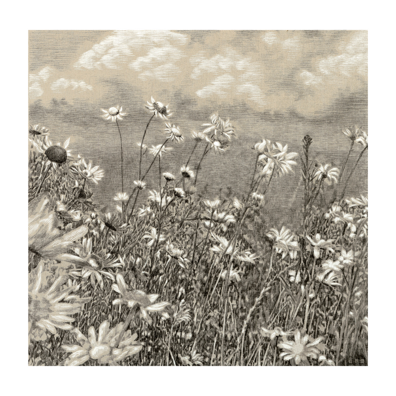 Chamomile Fields - Print