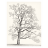 Chickering Tree - Print
