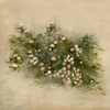 garden roses vol. xvi - print