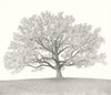 Tree at Oak Hill - Print